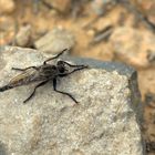 Laphria marginata (mosca asesina)