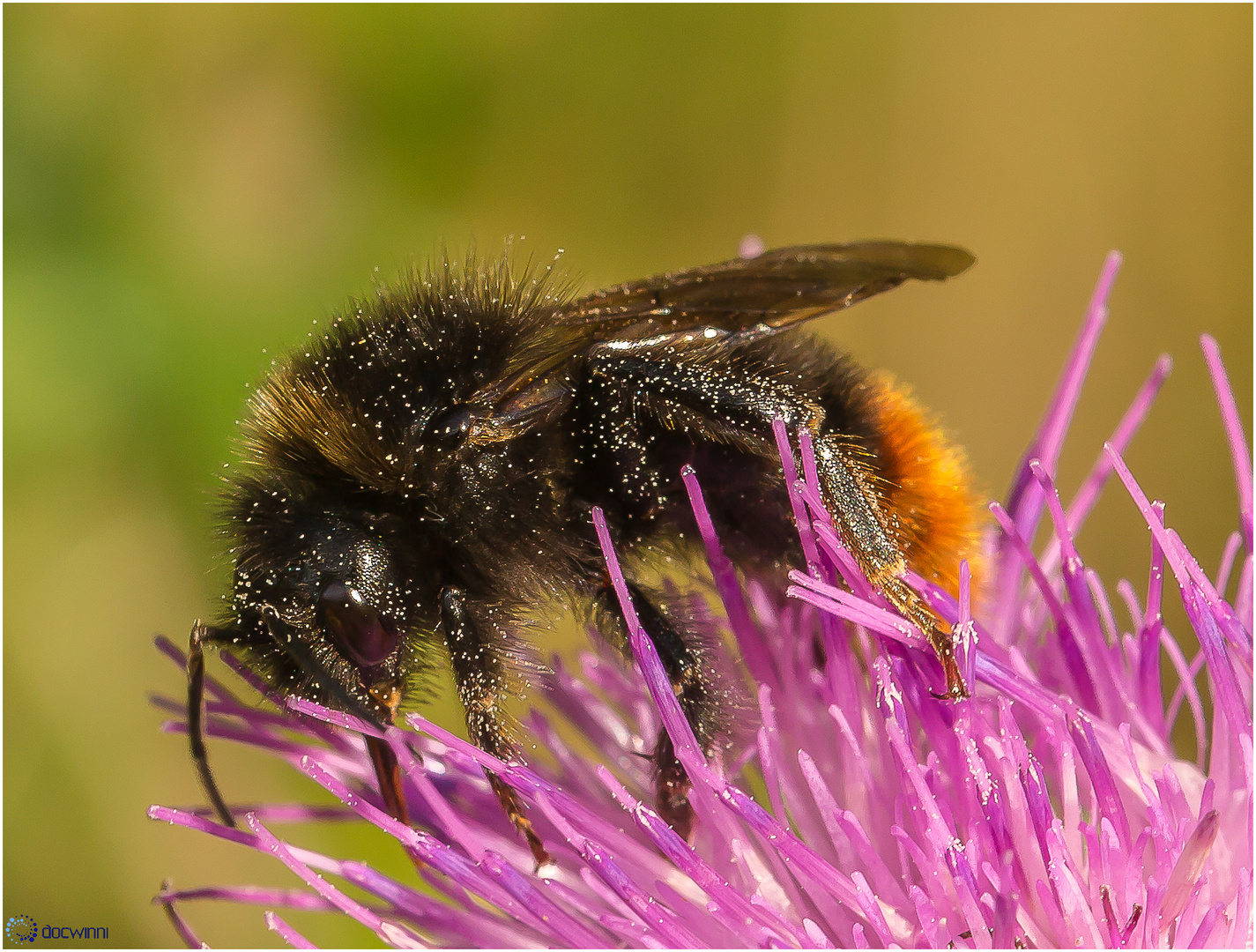 Lapidare Hummel