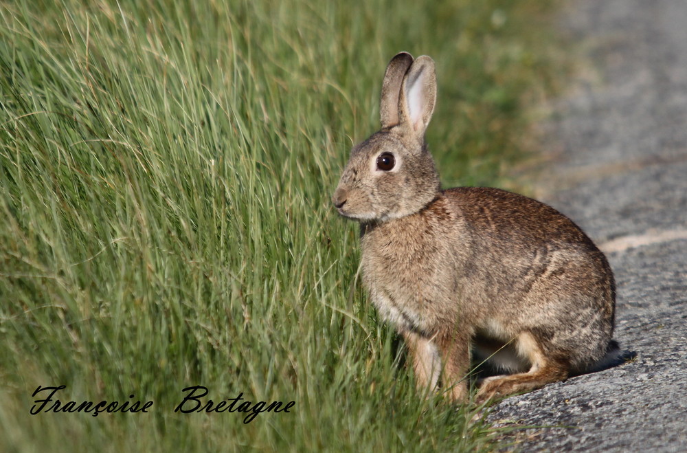 lapin