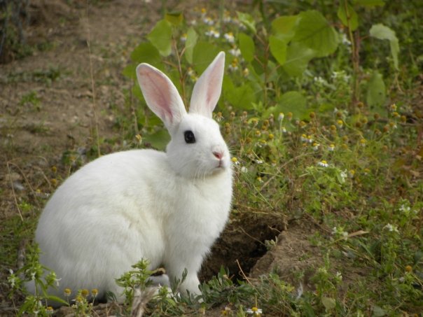 Lapin à la croisée des chemins