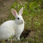 Lapin à la croisée des chemins