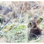 Lapin à l'affût