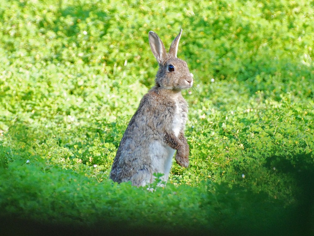 lapin a l'affut