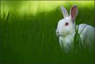 Lapin au vert de ennedi 