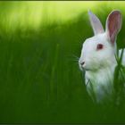 Lapin au vert