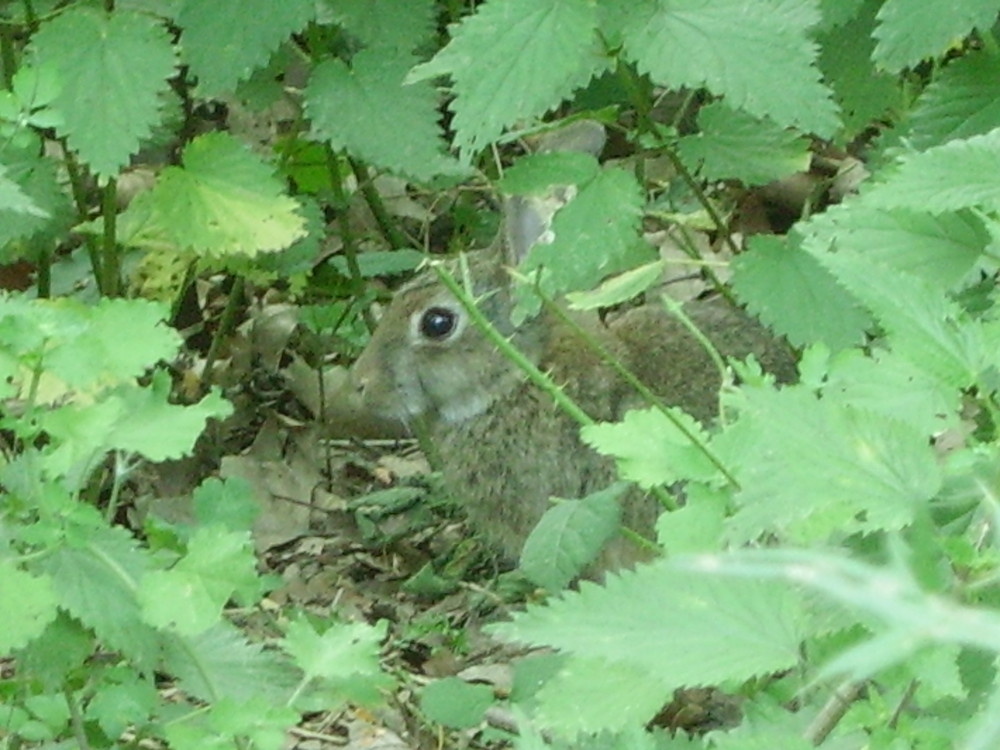 lapin dans les bois!