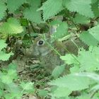 lapin dans les bois!