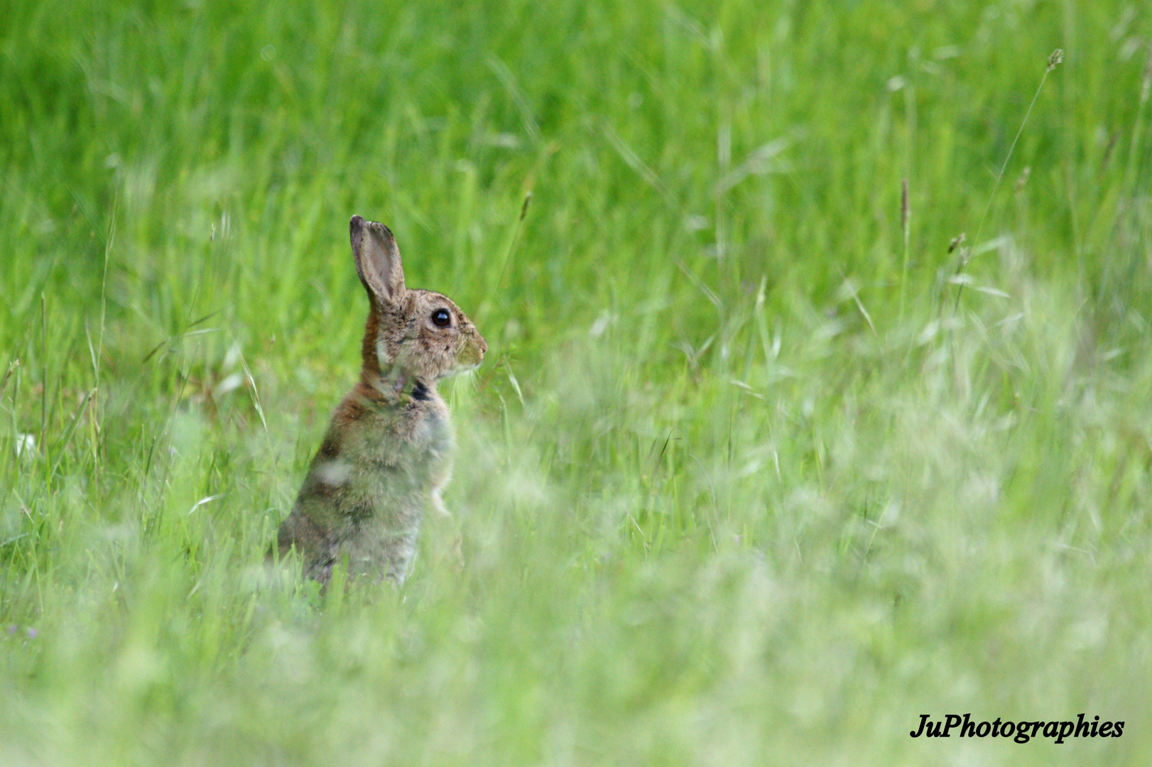 Lapin de Garenne