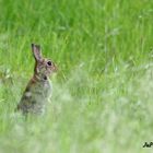 Lapin de Garenne