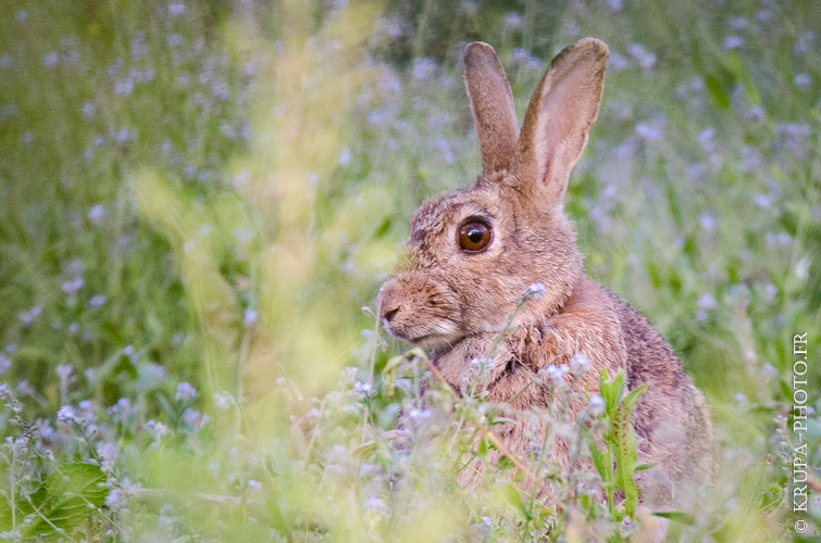 Lapin de garenne