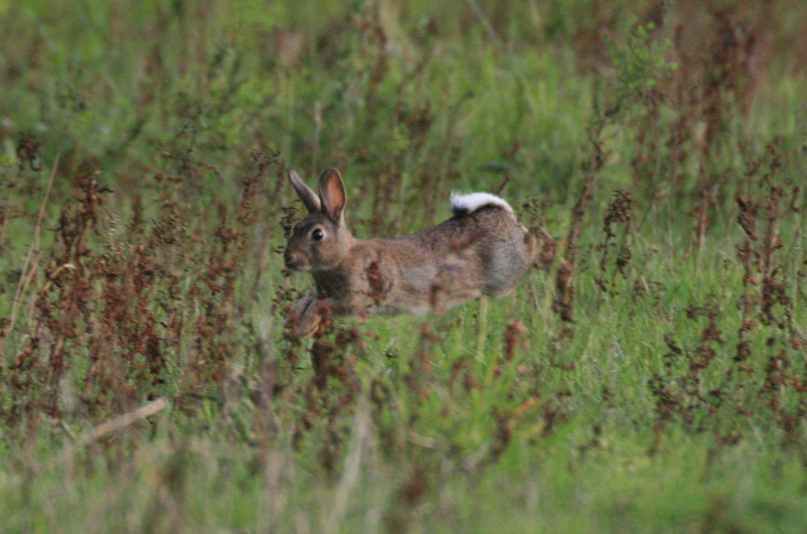 lapin de garenne