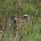 lapin de garenne