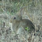 lapin de garenne