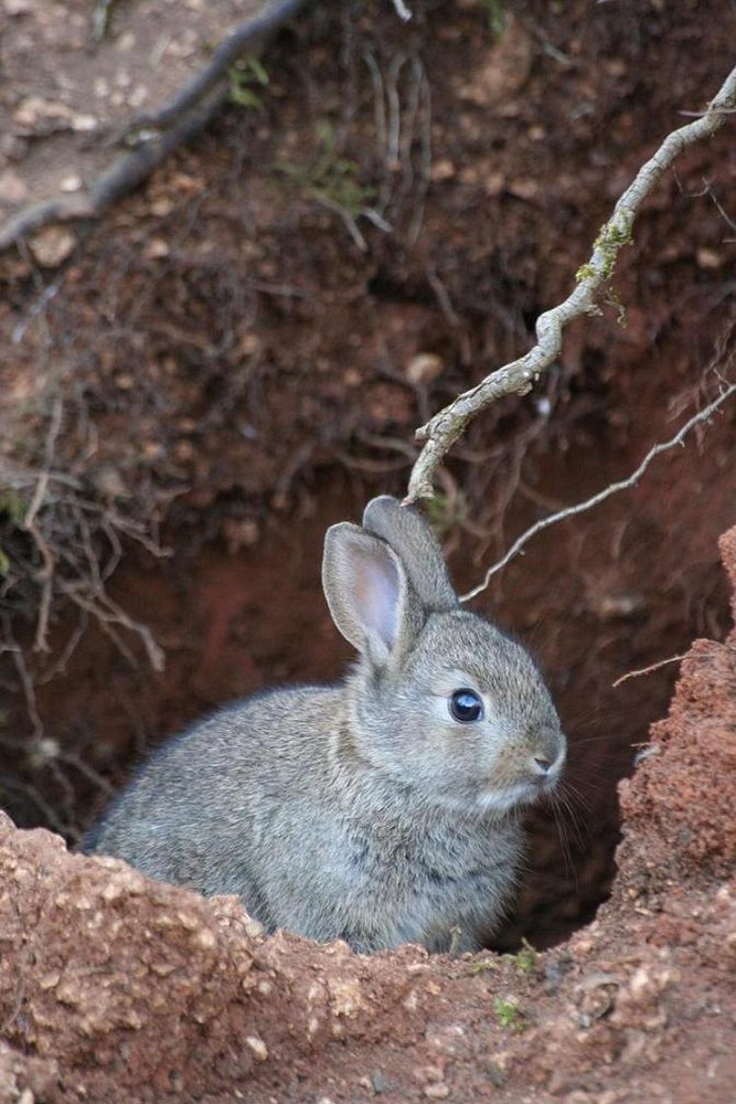 lapin de garenne