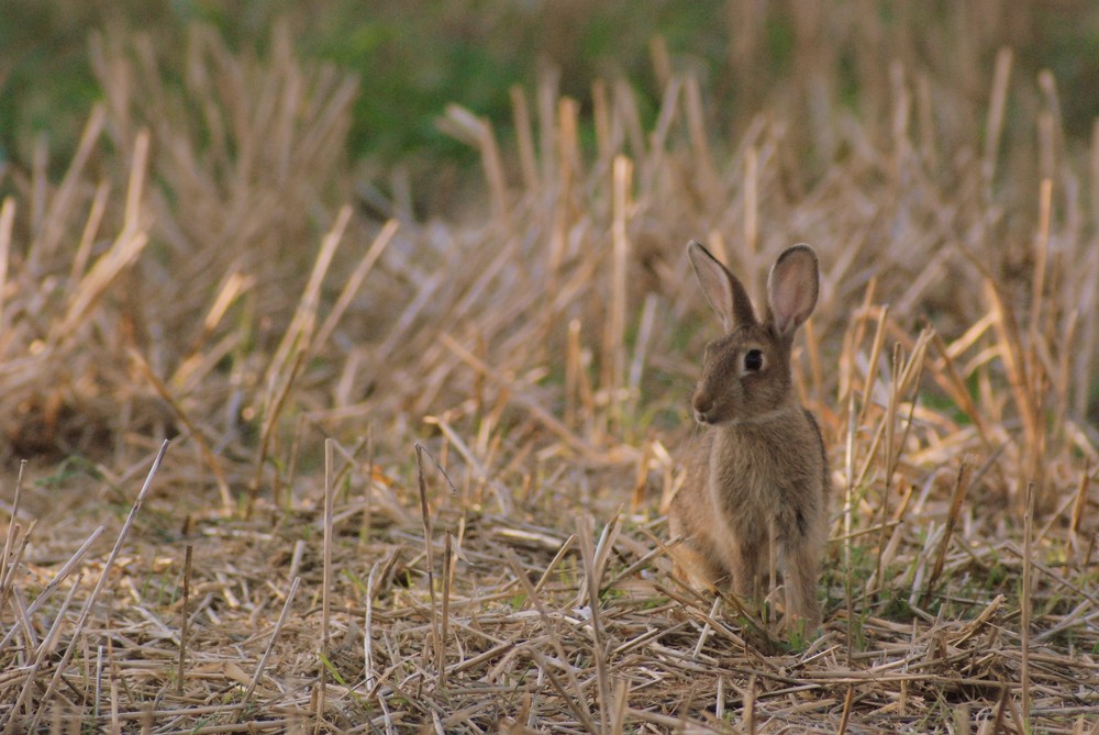 lapin de Garenne