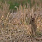 lapin de Garenne