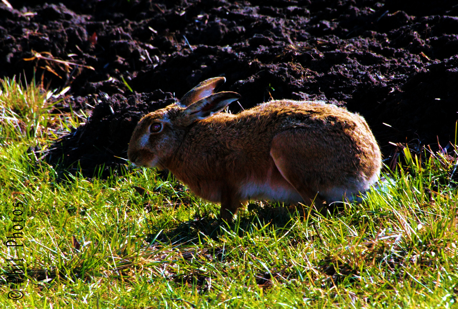 Lapin de Pâques