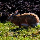 Lapin de Pâques