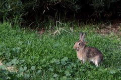 lapin du matin