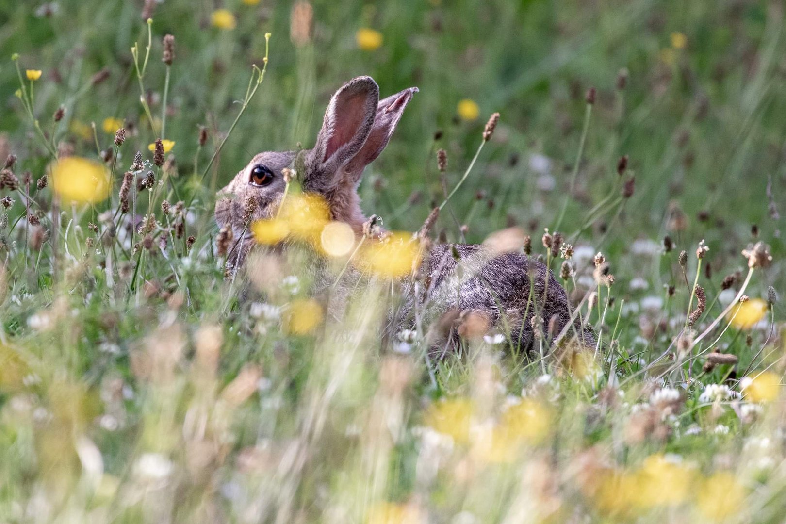 Lapin 