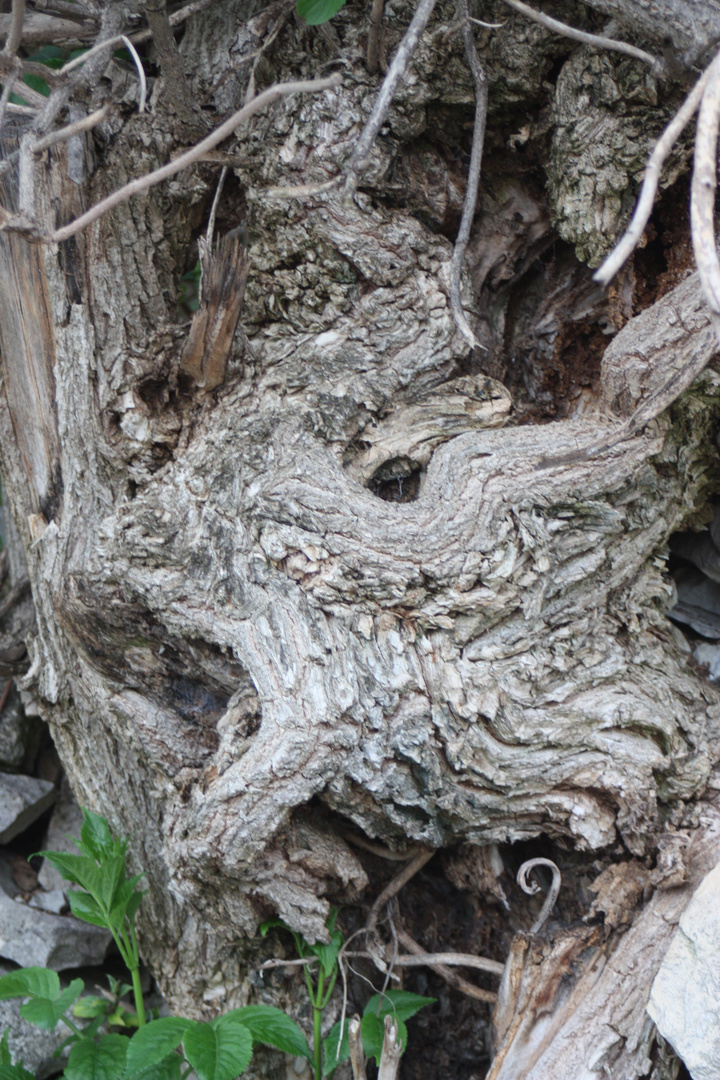 Lapin en Bois...