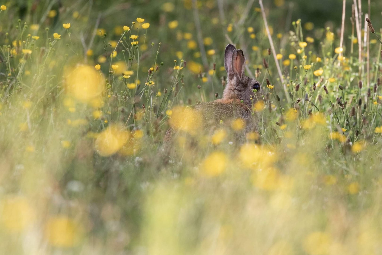 Lapin et boutons d’ors