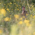 Lapin et boutons d’ors