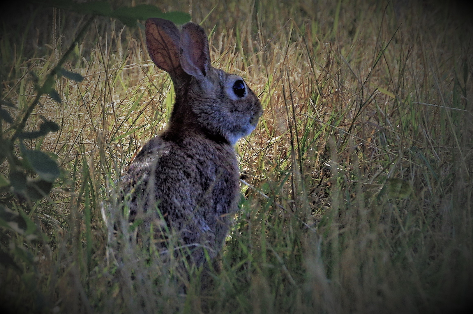 lapin ou lièvre??coniglio o lepre?