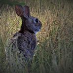 lapin ou lièvre??coniglio o lepre?