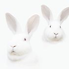 lapins blancs sur fond blancs