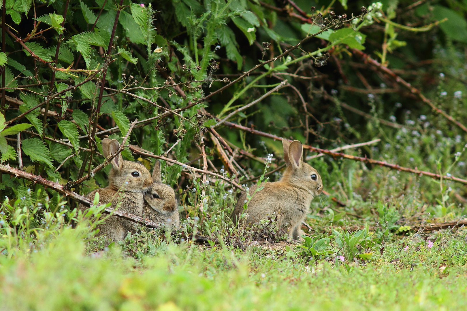 Lapins Coquins