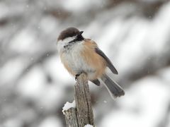 Laplandmeise im Schnee