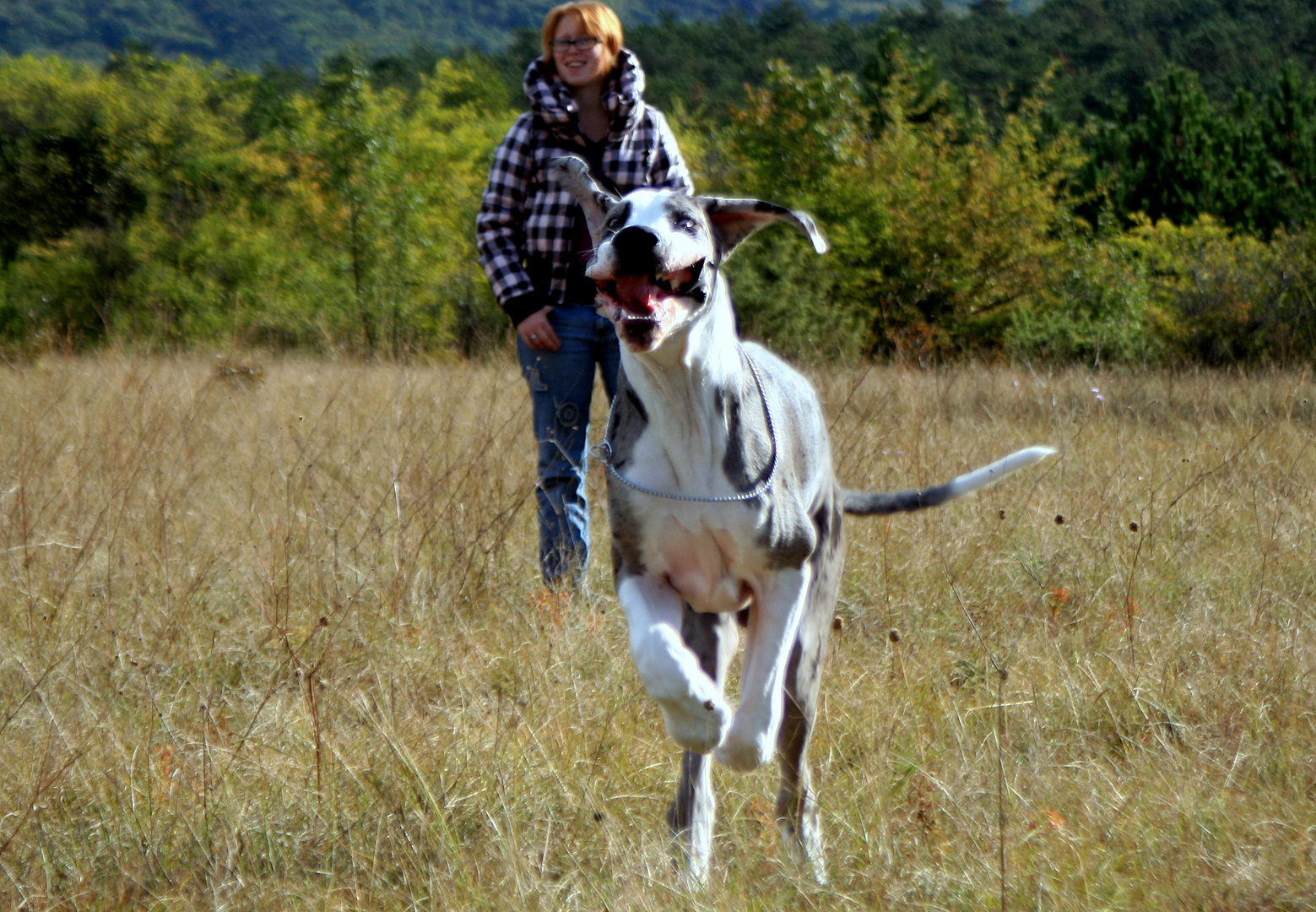 l'apollo dei cani......ma non quando corro