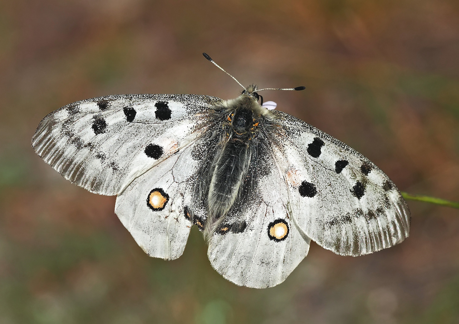 L'apollon, une beauté de la nature! - Roter Apollofalter (Parnassius apollo) **