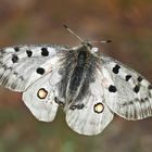 L'apollon, une beauté de la nature! - Roter Apollofalter (Parnassius apollo) **