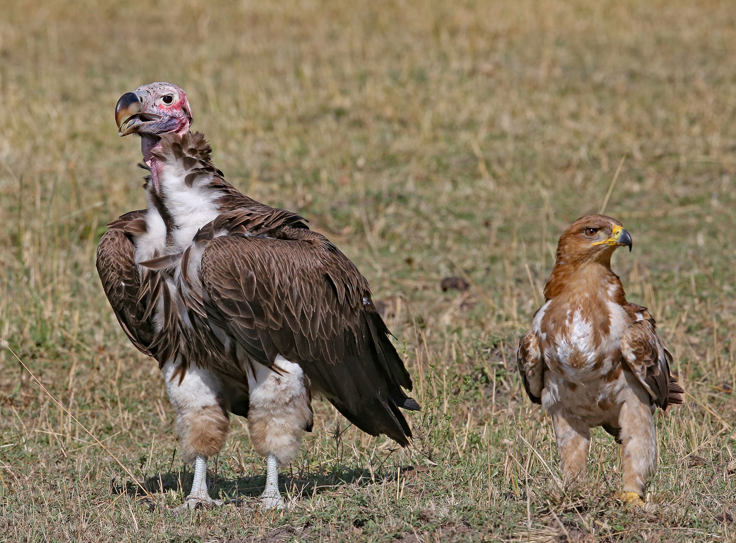 Lapped-faced Vulture and Black Kite