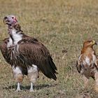 Lapped-faced Vulture and Black Kite