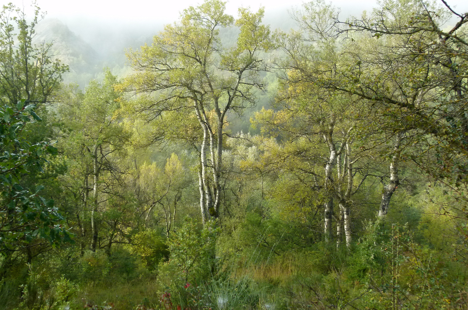 * L'appel de la forêt 03 *