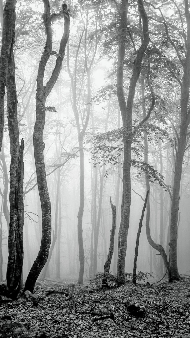 L'appel de la forêt 