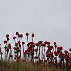 L'appel des coquelicots