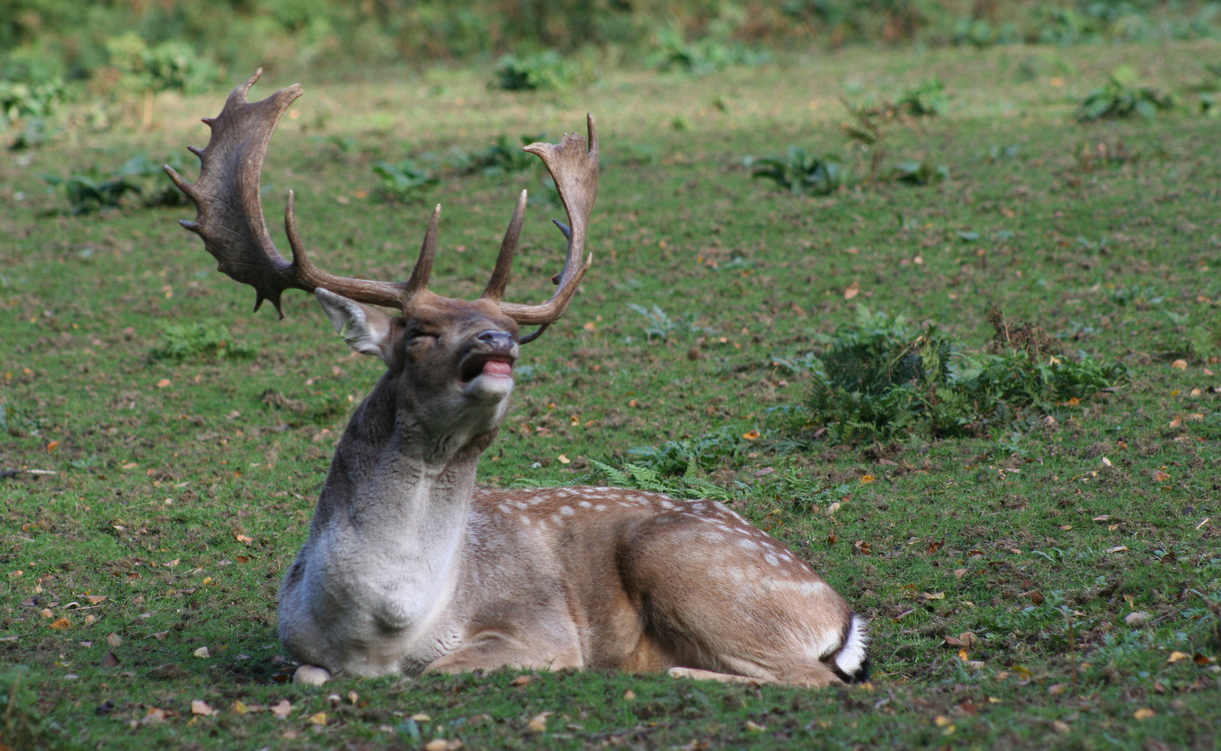 L'appel du cerf