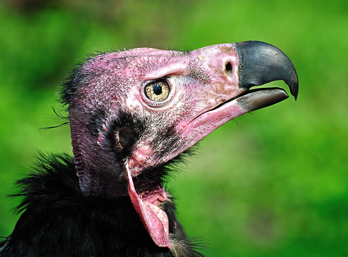 Lappen-oder Kahlkopfgeier (Sarcogyps calvus), männlich