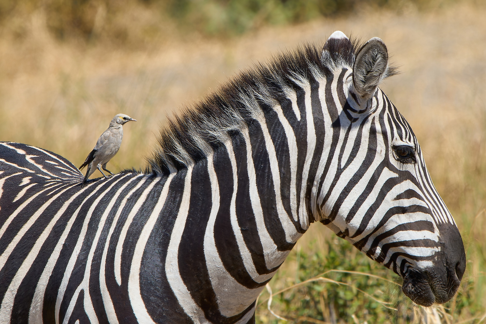 Lappenstar besetzt Zebra