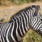 Lappenstar besetzt Zebra