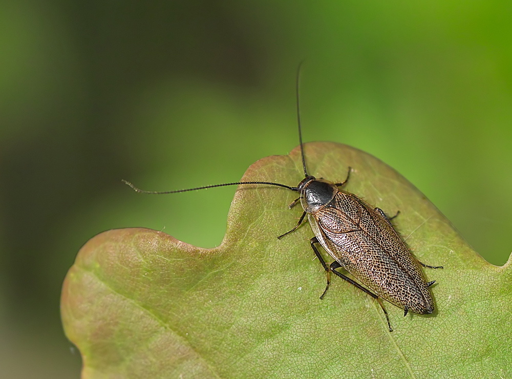 Lappländische Waldschabe