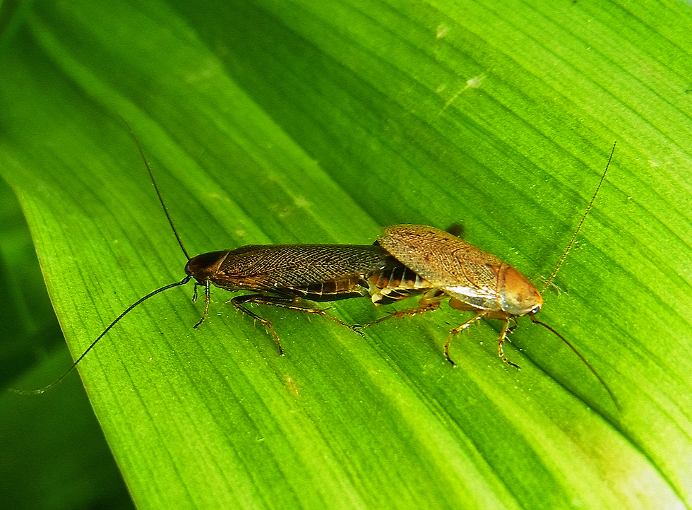 Lappländische Waldschabe