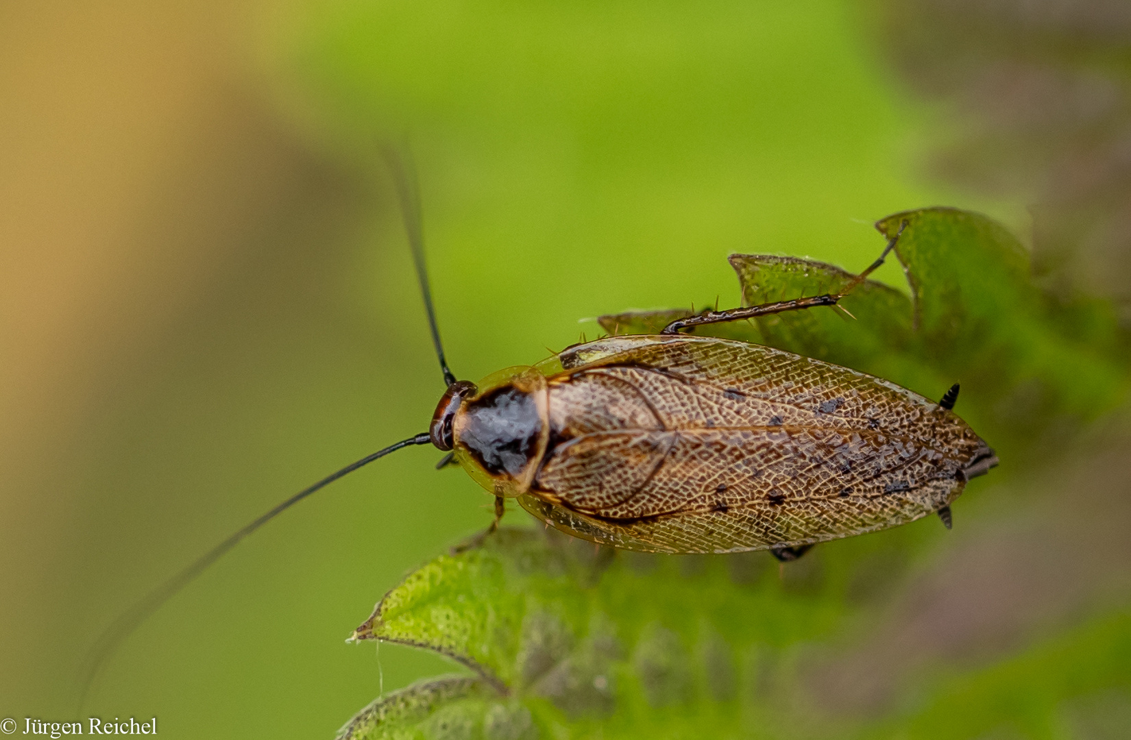 Lappländische Waldschabe m,