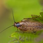 Lappländische Waldschabe m,