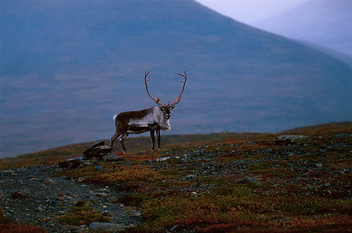 Lappland 2005 #10