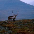 Lappland 2005 #10